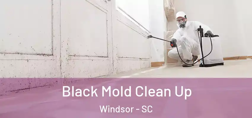  Black Mold Clean Up Windsor - SC