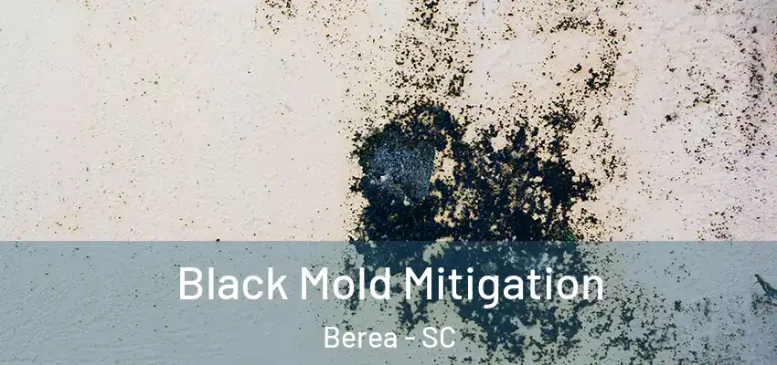 Black Mold Mitigation Berea - SC