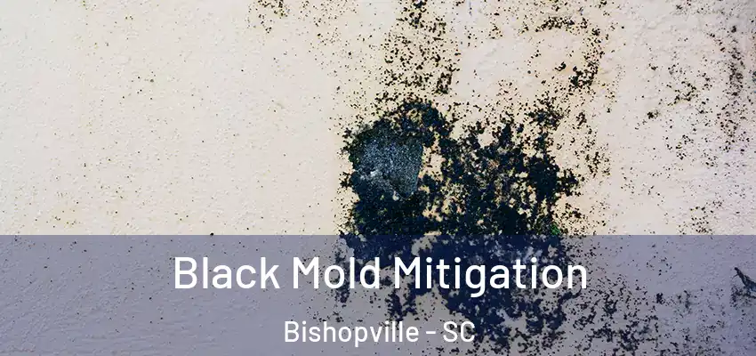  Black Mold Mitigation Bishopville - SC