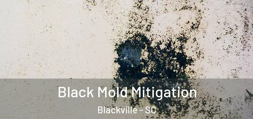  Black Mold Mitigation Blackville - SC