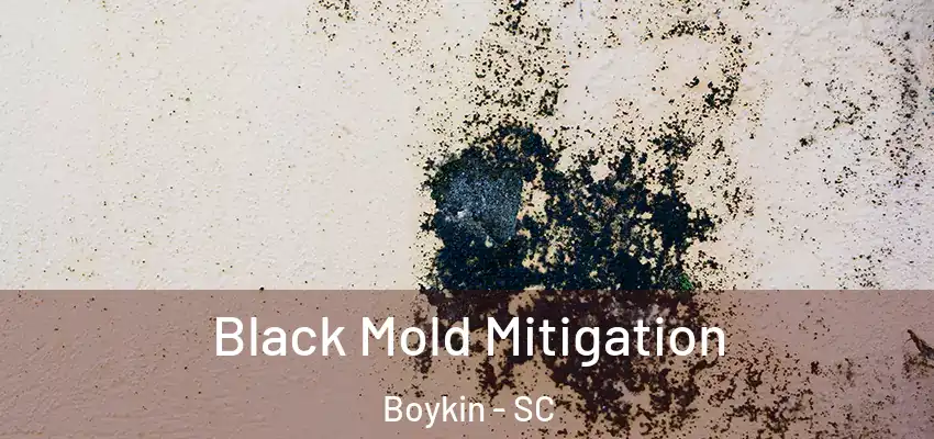 Black Mold Mitigation Boykin - SC
