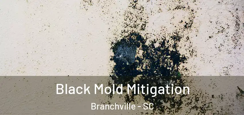  Black Mold Mitigation Branchville - SC