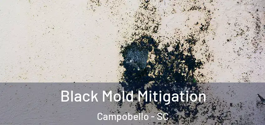 Black Mold Mitigation Campobello - SC