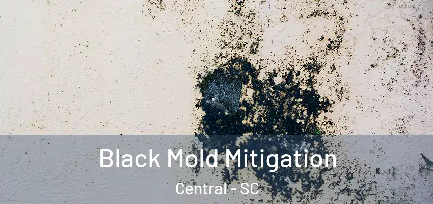 Black Mold Mitigation Central - SC