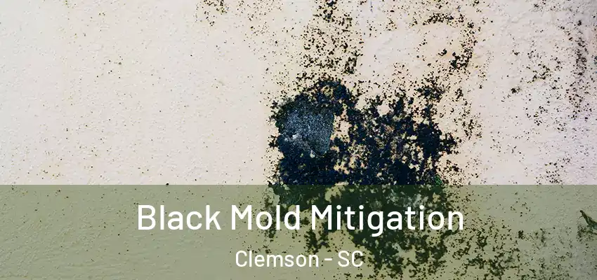  Black Mold Mitigation Clemson - SC