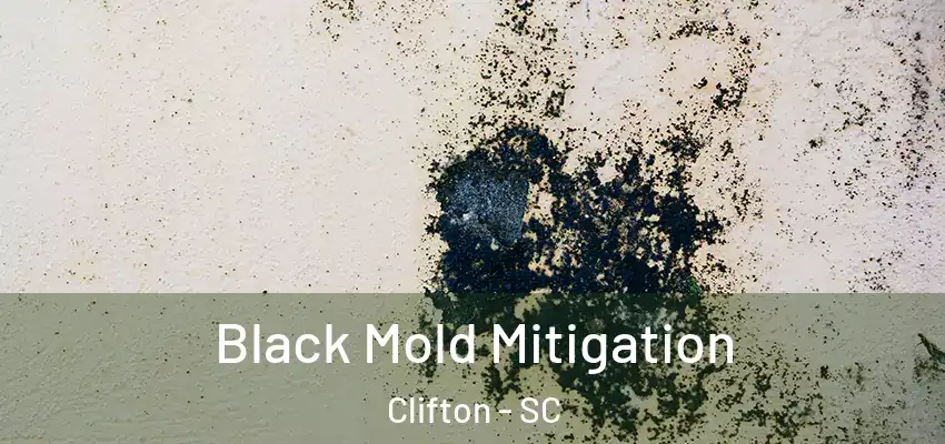 Black Mold Mitigation Clifton - SC