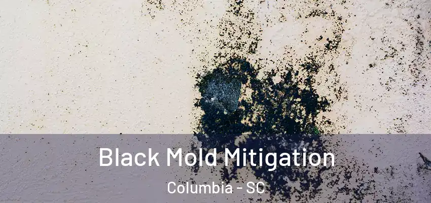  Black Mold Mitigation Columbia - SC