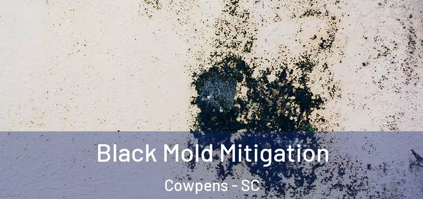  Black Mold Mitigation Cowpens - SC