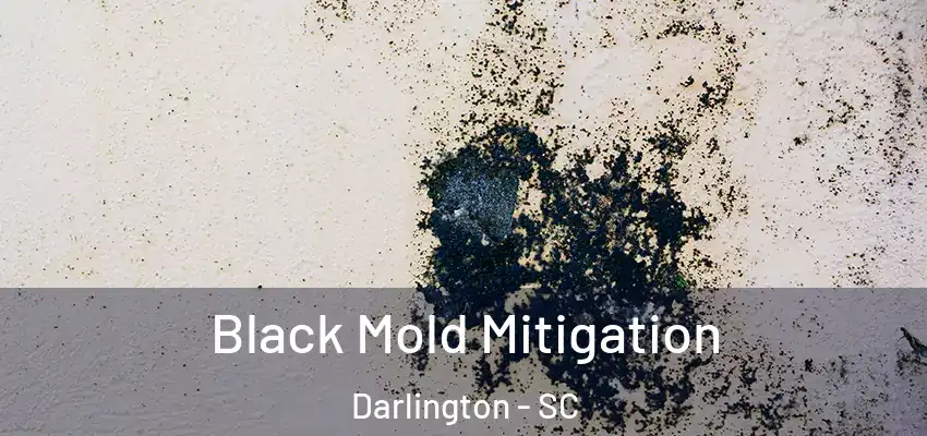  Black Mold Mitigation Darlington - SC