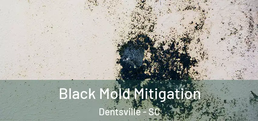  Black Mold Mitigation Dentsville - SC