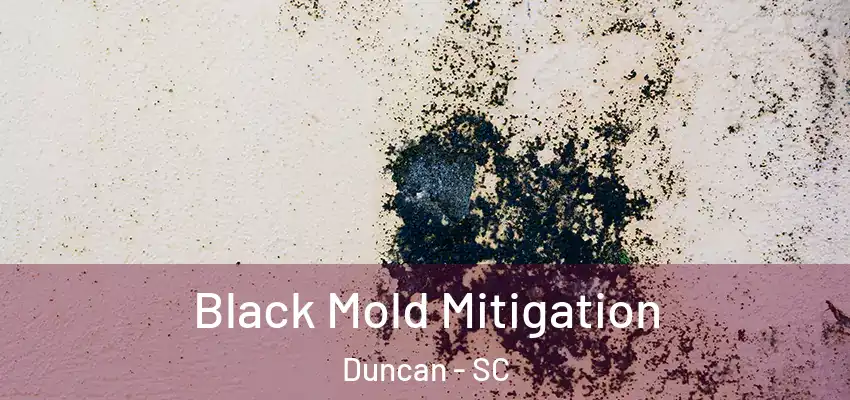  Black Mold Mitigation Duncan - SC