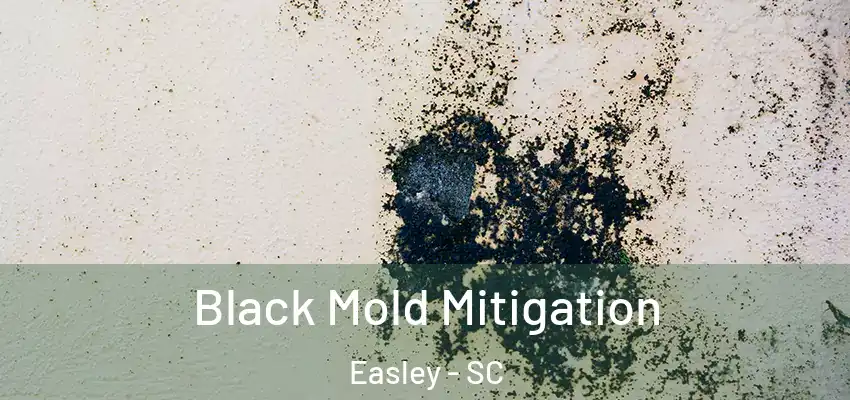  Black Mold Mitigation Easley - SC