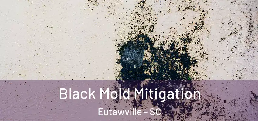 Black Mold Mitigation Eutawville - SC