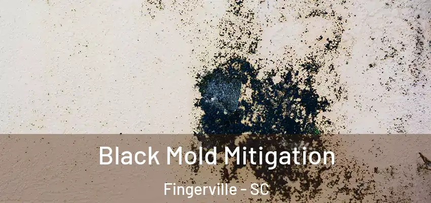 Black Mold Mitigation Fingerville - SC