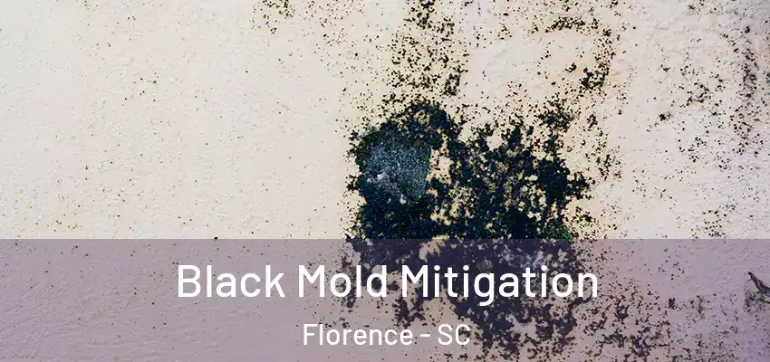 Black Mold Mitigation Florence - SC