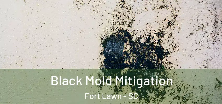  Black Mold Mitigation Fort Lawn - SC