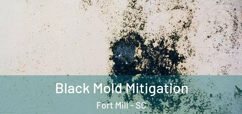 Black Mold Mitigation Fort Mill - SC