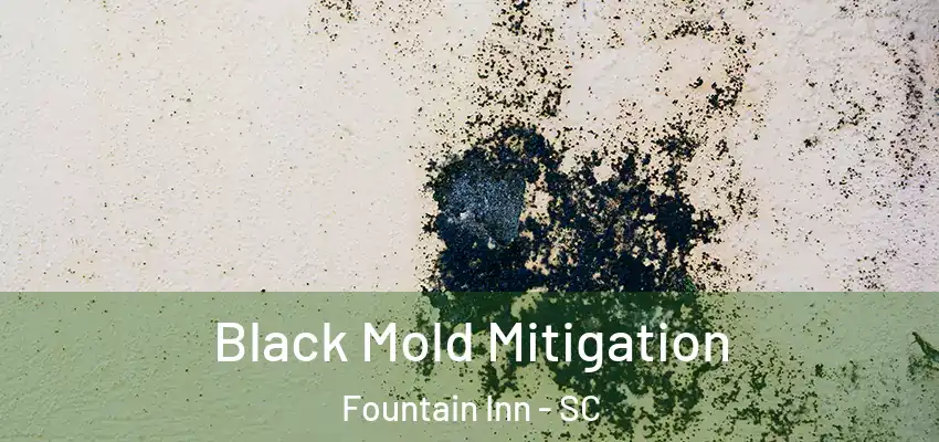  Black Mold Mitigation Fountain Inn - SC