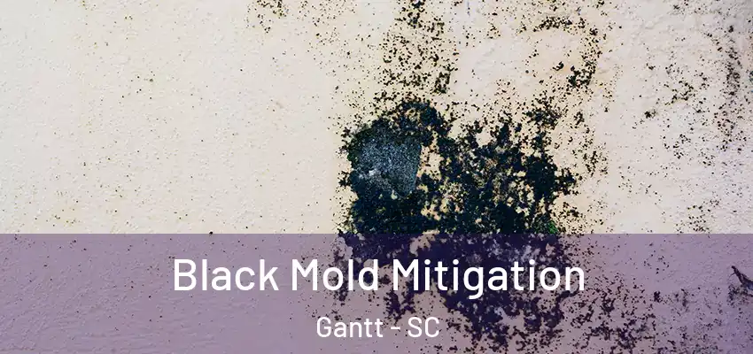 Black Mold Mitigation Gantt - SC