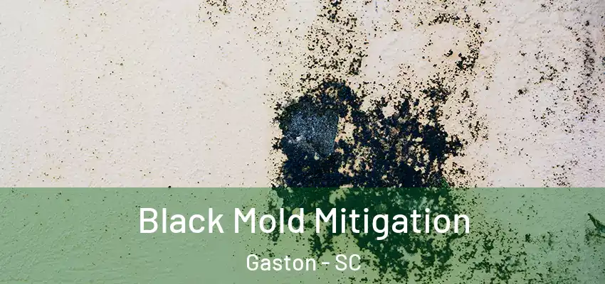 Black Mold Mitigation Gaston - SC