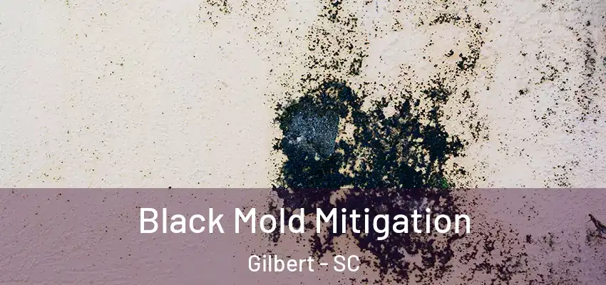 Black Mold Mitigation Gilbert - SC