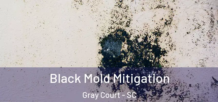  Black Mold Mitigation Gray Court - SC