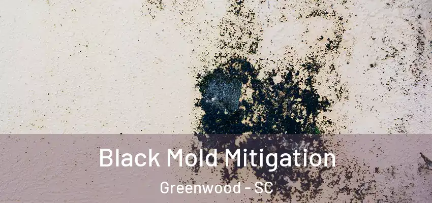  Black Mold Mitigation Greenwood - SC