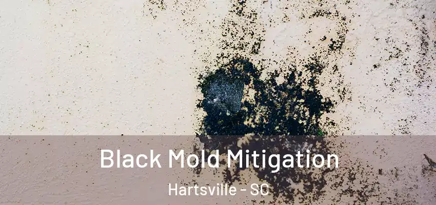  Black Mold Mitigation Hartsville - SC