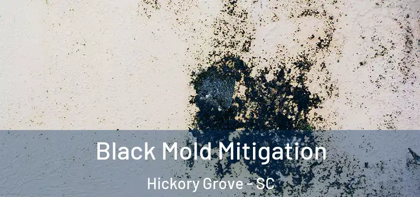  Black Mold Mitigation Hickory Grove - SC