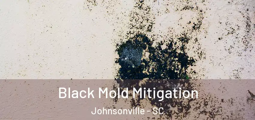 Black Mold Mitigation Johnsonville - SC