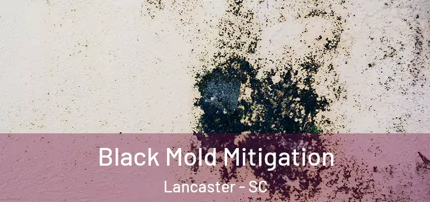  Black Mold Mitigation Lancaster - SC