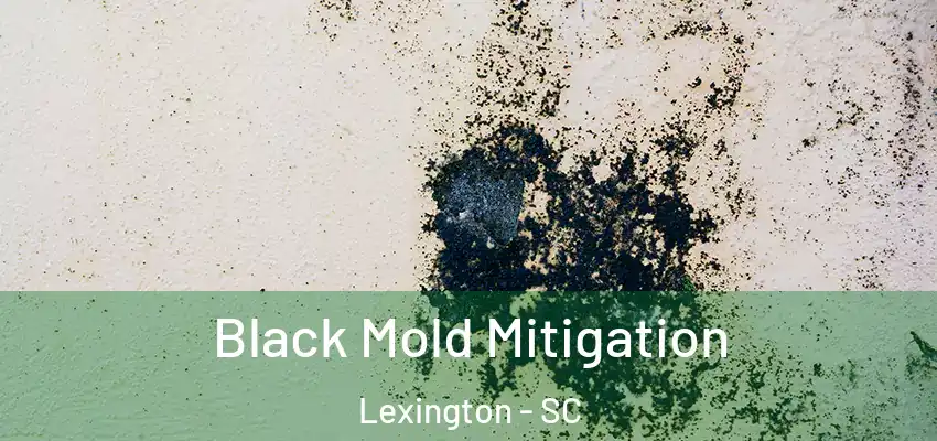 Black Mold Mitigation Lexington - SC