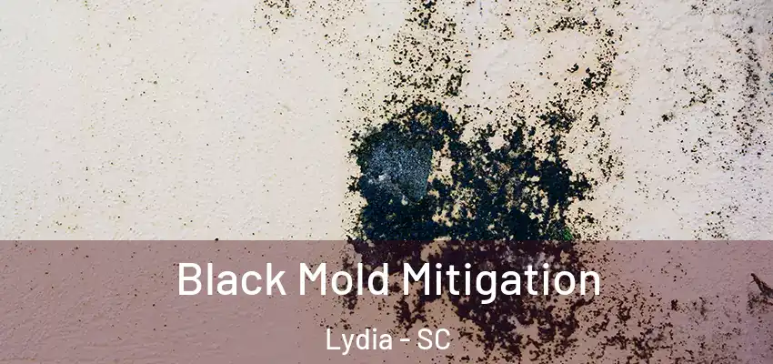 Black Mold Mitigation Lydia - SC