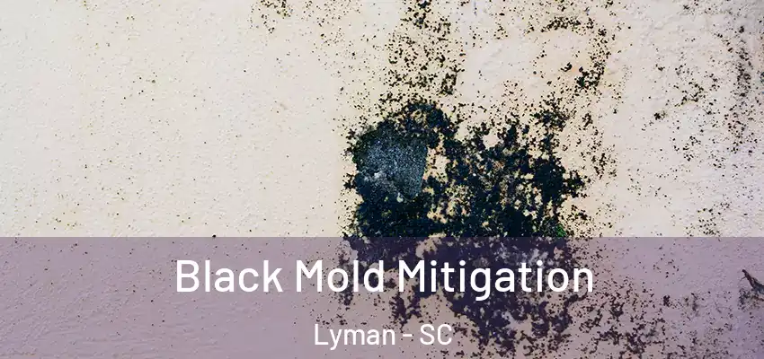  Black Mold Mitigation Lyman - SC