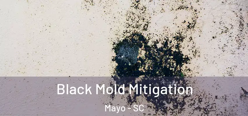  Black Mold Mitigation Mayo - SC