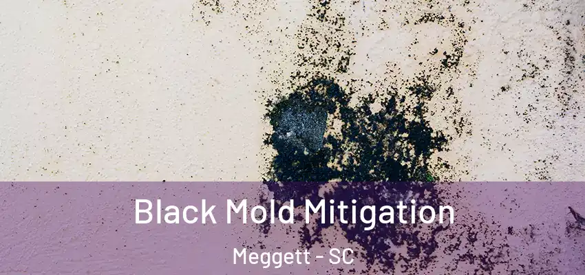  Black Mold Mitigation Meggett - SC