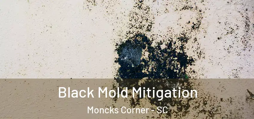  Black Mold Mitigation Moncks Corner - SC