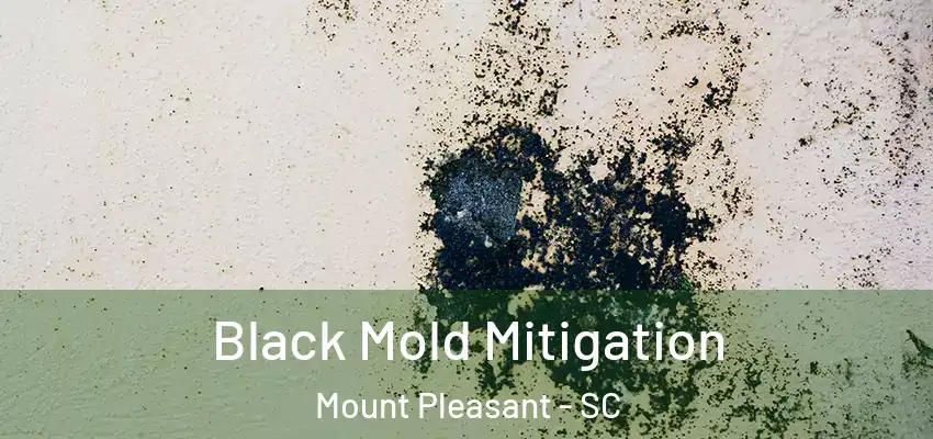 Black Mold Mitigation Mount Pleasant - SC
