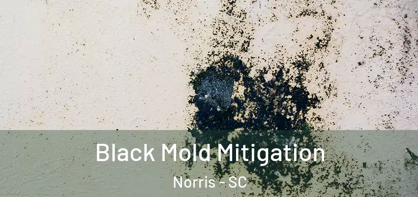  Black Mold Mitigation Norris - SC