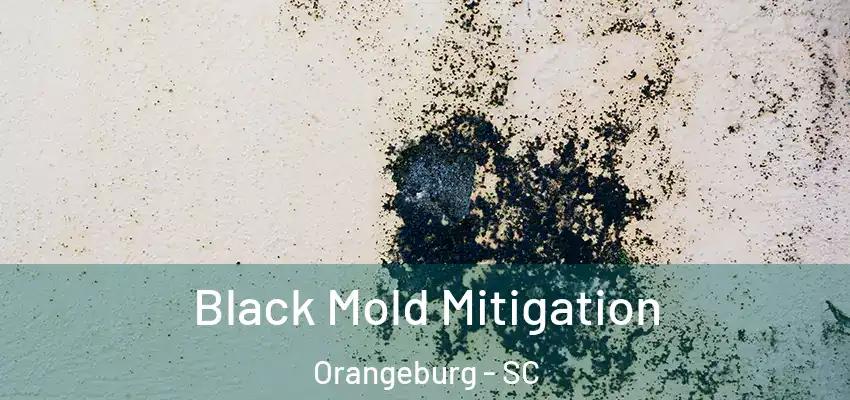  Black Mold Mitigation Orangeburg - SC