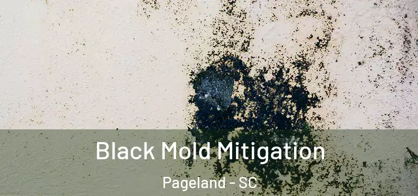  Black Mold Mitigation Pageland - SC