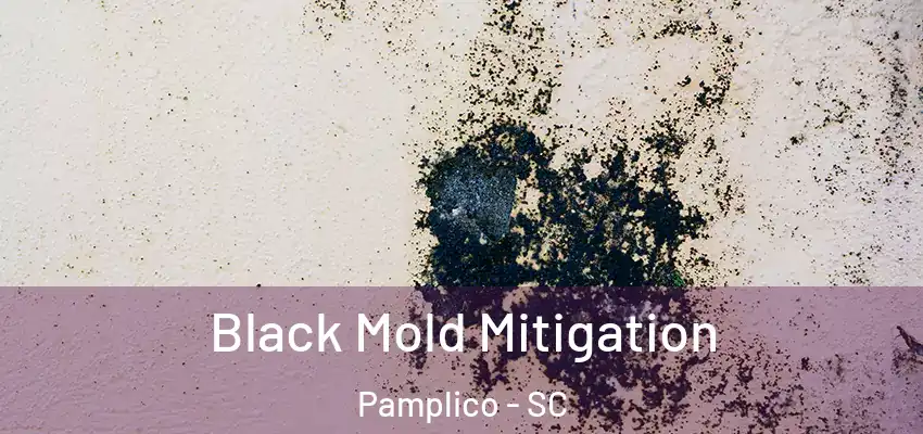 Black Mold Mitigation Pamplico - SC