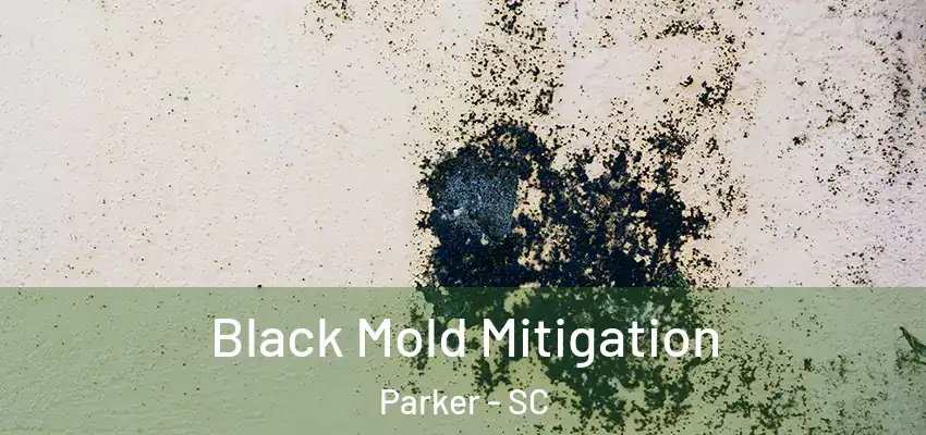 Black Mold Mitigation Parker - SC