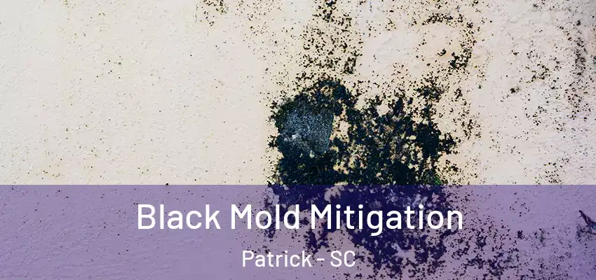 Black Mold Mitigation Patrick - SC