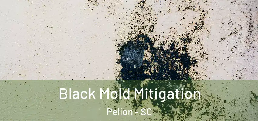 Black Mold Mitigation Pelion - SC