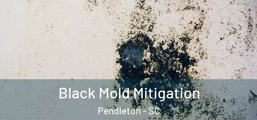  Black Mold Mitigation Pendleton - SC