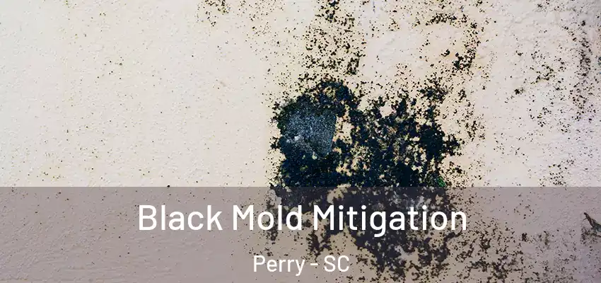 Black Mold Mitigation Perry - SC
