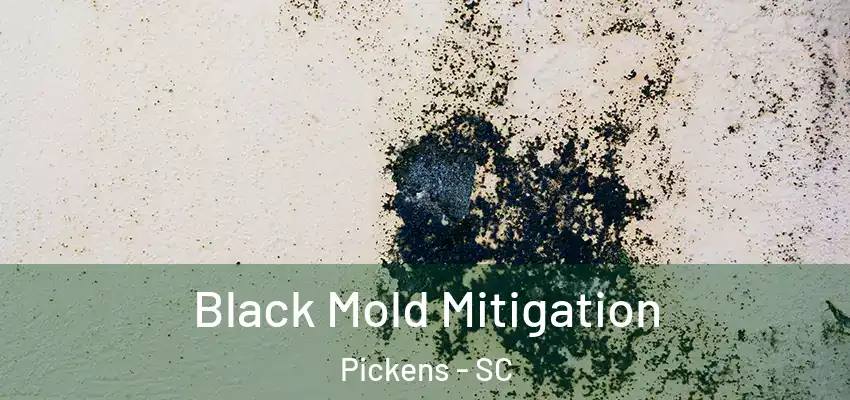  Black Mold Mitigation Pickens - SC