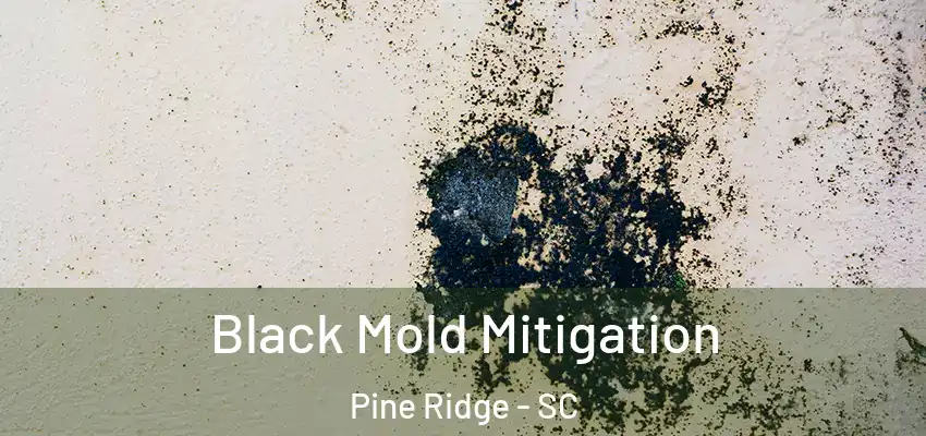  Black Mold Mitigation Pine Ridge - SC