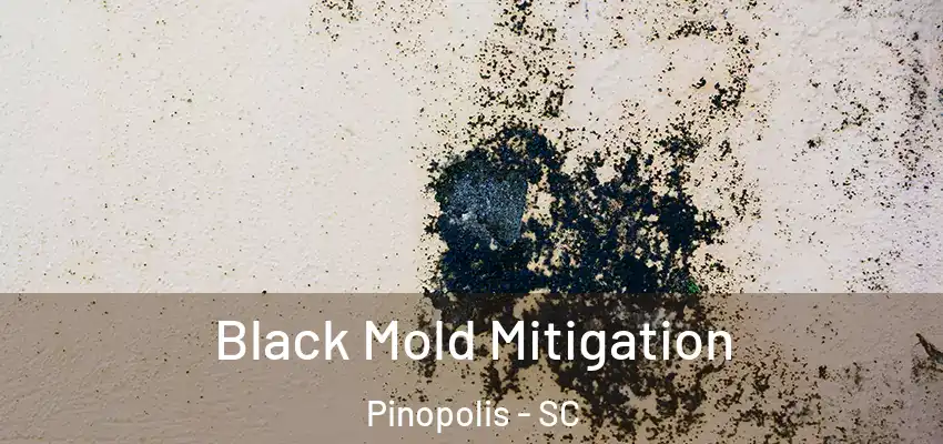 Black Mold Mitigation Pinopolis - SC